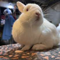 Thumbnail photo of Pinky #4