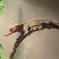 Thumbnail photo of Coco #1