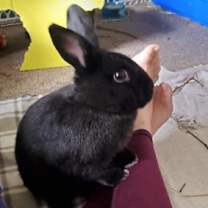 Thumbnail photo of Benji #4