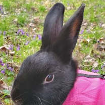 Thumbnail photo of Shower #1