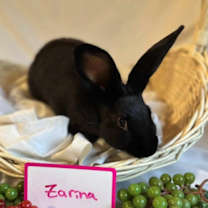 Thumbnail photo of Zarina #1