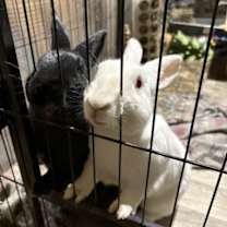 Thumbnail photo of Zarina #3