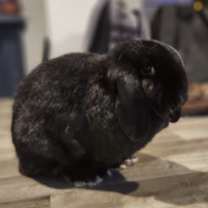 Thumbnail photo of Chrissy Poo #1