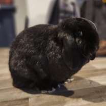 Thumbnail photo of Chrissy Poo #2