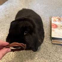 Thumbnail photo of Holly #1