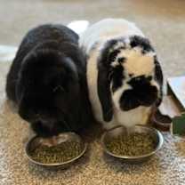 Thumbnail photo of Holly #2