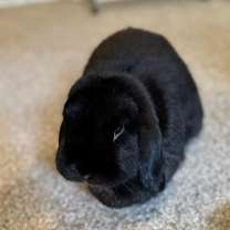 Thumbnail photo of Holly #3