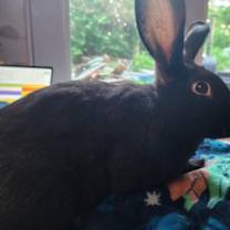 Thumbnail photo of Gobo #1