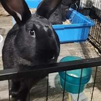 Thumbnail photo of Frillie #1