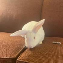 Thumbnail photo of Owl #2