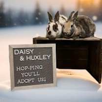 Thumbnail photo of Huxley #1