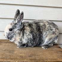 Thumbnail photo of Huxley #2