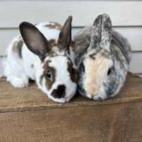 Thumbnail photo of Huxley #3