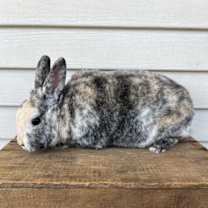 Thumbnail photo of Huxley #4