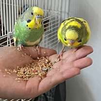 Thumbnail photo of Quiche and Luka #4