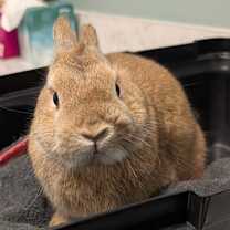 Thumbnail photo of Pippin #1