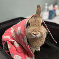 Thumbnail photo of Pippin #2