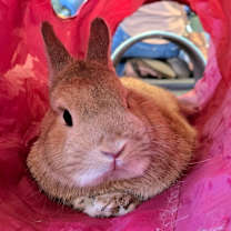 Thumbnail photo of Pippin #3