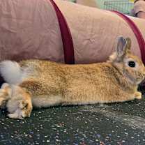 Thumbnail photo of Pippin #4