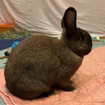 Thumbnail photo of Koco #2