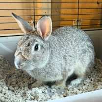 Thumbnail photo of Teddy #2