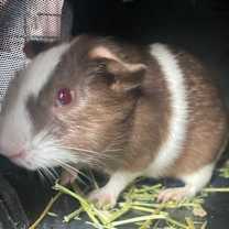 Thumbnail photo of Shaggy(GP11)-Bonded to Scooby #2