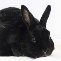 Thumbnail photo of Ebony #3