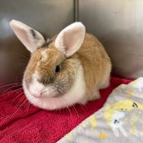 Thumbnail photo of Fava Bean #2