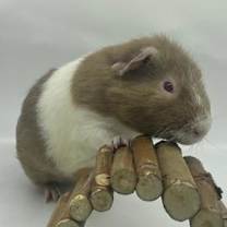 Thumbnail photo of Draco #3