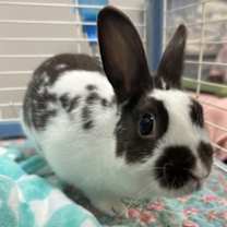 Thumbnail photo of Ester #2