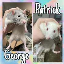 Thumbnail photo of Patrick and George #1