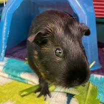 Thumbnail photo of Nanny #1