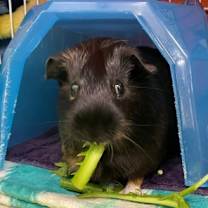 Thumbnail photo of Nanny #2