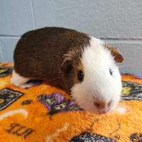 Thumbnail photo of Finn #1