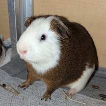 Thumbnail photo of Finn #2