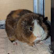 Thumbnail photo of Bowser #2