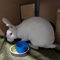 Thumbnail photo of Elsa #2