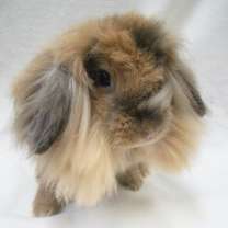 Thumbnail photo of Miss Demeanor / Darina #4