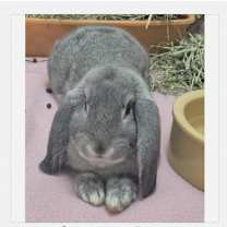 Thumbnail photo of Dumbo #1