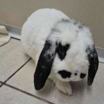 Thumbnail photo of Gantu #1