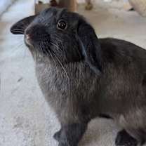 Thumbnail photo of Nestle #1