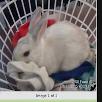 Thumbnail photo of Bounce #2