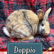Thumbnail photo of Doppio #2
