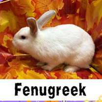 Thumbnail photo of Fenugreek #4