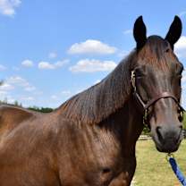 Thumbnail photo of Shah’s Luger (Gatsby) #1