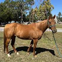 Thumbnail photo of Lady Bug #1