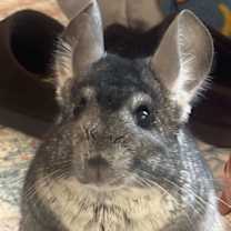 Thumbnail photo of Biscuit #1