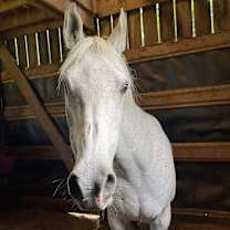 Thumbnail photo of Sheruk #3