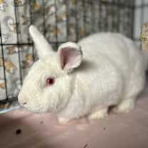 Thumbnail photo of Snowball #1