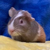 Thumbnail photo of Tilly (bonded with Clementine) #1